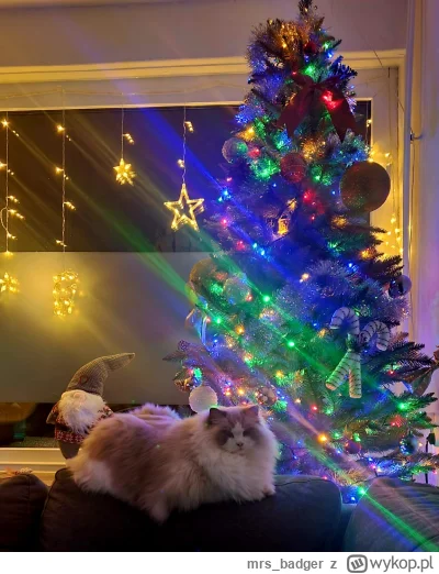 mrs_badger - Kitku ogółem grzeczne, tylko te kokardki takie smaczne i kuszące ( ͡º ͜ʖ...