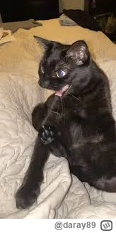 daray89 - #codziennykotopetany #dziwnekotki