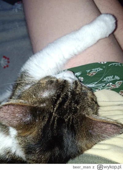 beer_man - Chyba się trochę stęsknił po tygodniowym urlopie #kot #pokazkota