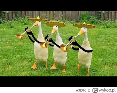 e3b0c - @daktyle: tutaj ich nagranie na wolności. Imponujące zwierzęta.