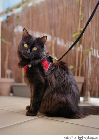 kalee7 - @Polasz ej no podobna do Unitry ᶘᵒᴥᵒᶅ