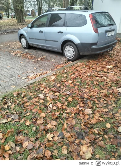 taknie - Nasz osiedlowy 

#koteczkizprzypadku #kitku #pokazkota