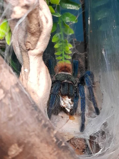 raymond-placek - Tomisława, Greenbottle blue tarantula (Chromatopelma cyaneopubescen)...