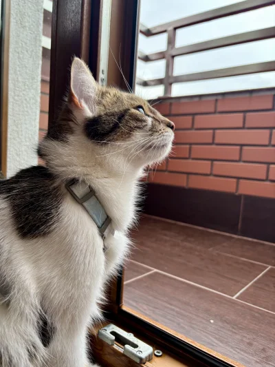 wybryk_natury - Zanosi się na burzę 
#brunofanclub #pokazkota