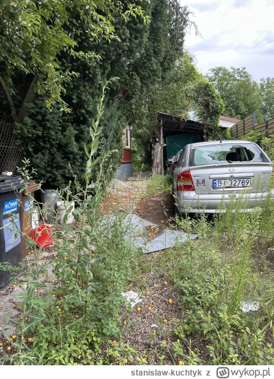 stanislaw-kuchtyk - #kononowicz 
Zostały tylko mirabelki, twarde, kwaśne i małe.. ale...