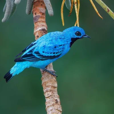 Lifelike - Bławatnik niebieski (Cotinga nattererii) [samiec]
Autor
#photoexplorer #fo...