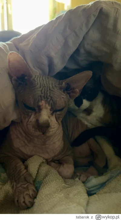 tabarok - Proszę trzymajcie kciuki za tego łysego mośka, od trzech dni nic nie je, w ...