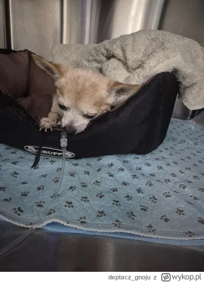 deptacz_gnoju - @dywergent: bywa. Połóż się na tlenowaniu pod kroplówką, może będzie ...