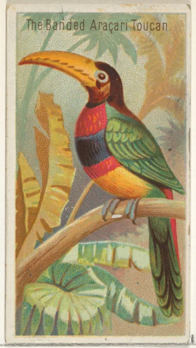 Loskamilos1 - Jako ostatni wlatuje ptaszek z rodziny tukanów, arasari obrożny, który ...
