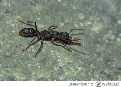 ElementalX7 - Wiele gatunków Ponerinae potrafi przeprowadzić zamach stanu i zabić kró...