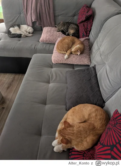 Alter_Konto - Przegięcie?
#pokazkota