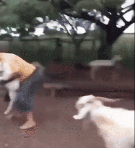 KurierInpost - Nie ma takiego mydlenia
#mydlimydli #heheszki