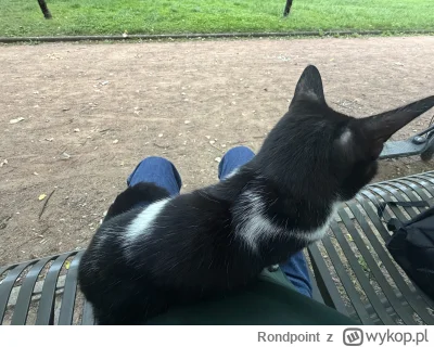 Rondpoint - Siedze sobie z kotem a co
#kotyzprzypadku