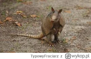 TypowyFraciarz - Prychłem ja jestem z doświadczenia pancerniakiem xD jaki obraz kreuj...