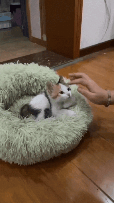 Mega_Smieszek - Jestem prostym człowiekiem. Widzę kotełka - plusuje