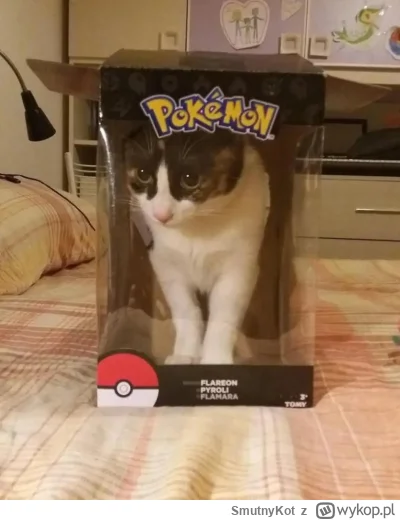 SmutnyKot - #dziwnekotki