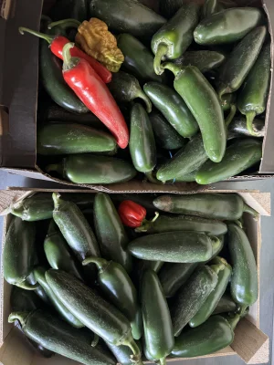 GdzieJestBanan - Ma ktoś jakiś dobry przepis na zalewę do dżalapino? Dżalapeno? 
Przy...