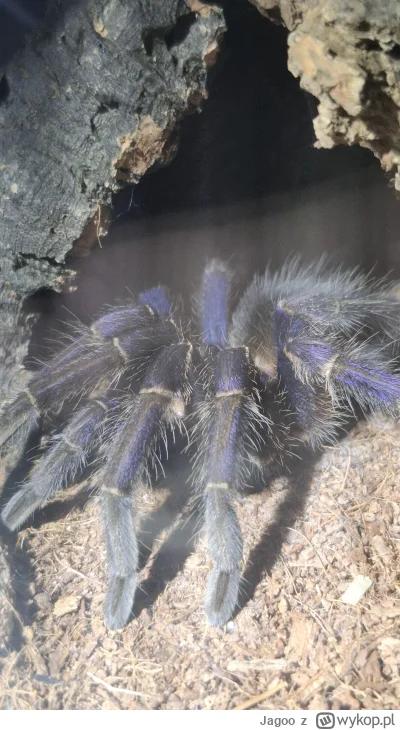 Jagoo - @Perkelev są są, piękne paputki. Jedne z wielu