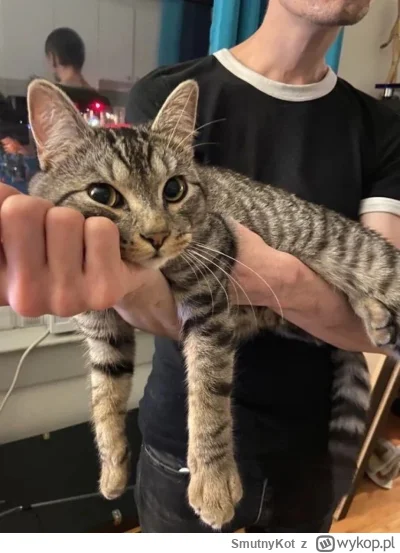 SmutnyKot - #dziwnekotki