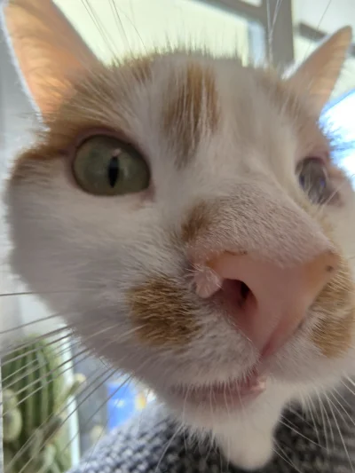 RicoElectrico - Człowiek, co tam masz?
#pokazkota #smiesznekotki