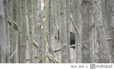 tico_bot - #fotografia

Pan łoś spotkany w lesie. Fotka własna.