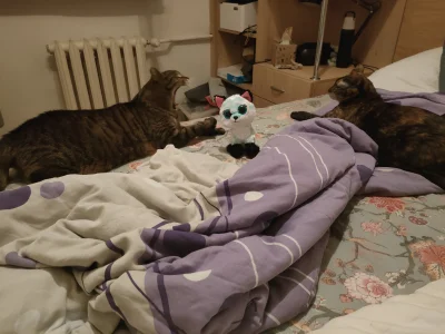 Kotouak - A pan do kogo????
#gangkociakow #pokazkota