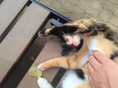 diamond-dealer - Zagłaskałem go przestał się ruszać

#smiesznypiesek