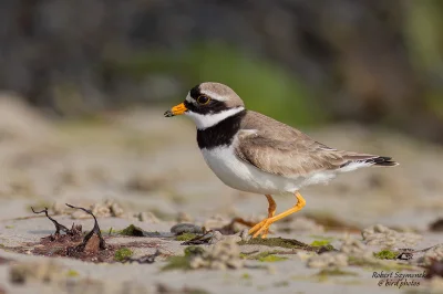 Lifelike - Sieweczka obrożna (Charadrius hiaticula)
Głos
Autor
#photoexplorer #fotogr...