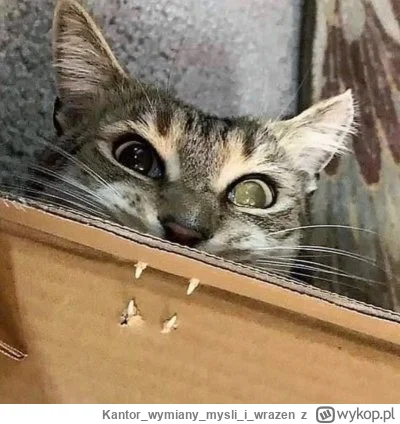 Kantorwymianymysliiwrazen - @Lujdziarski: @PiersiowkaPelnaZiol Drukuje i kasuje.