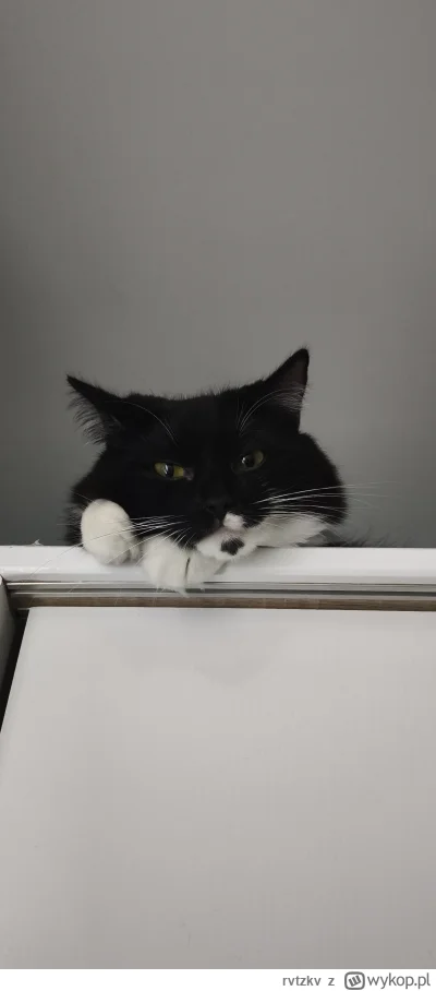 rvtzkv - Czesio was obserwuje #pokazkota #koty