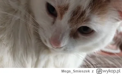 Mega_Smieszek - #koty #pokazkota