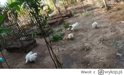 Wwolt - #raportzpanstwasrodka Nie te kury nie znoszą jajek, rozmnażają się przez pącz...