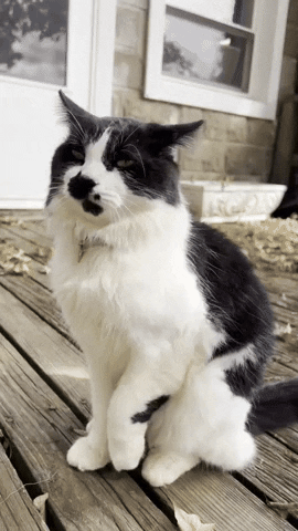 Arvin - #koty #katzenpfotchen