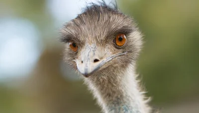 F.....z - W Australii żyje emu.
A ja w Polsce czemu?
#przegryw