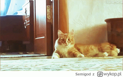 Semigod - @Winogronobezpestki1 thriller cat