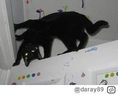 daray89 - #codziennykotopetany #dziwnekotki