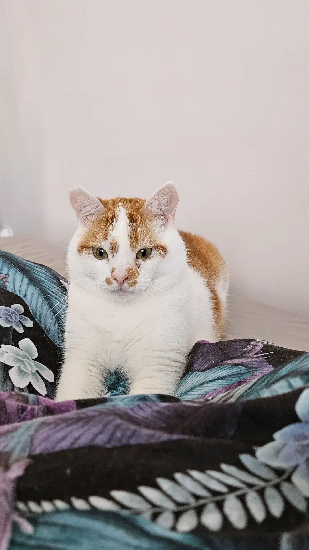 RicoElectrico - @LubieKotkii: Ten to jest łowny, ma szybkie i mocne łapki ( ͡° ͜ʖ ͡°)