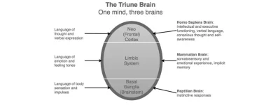 500minus - Moim zdaniem ewolucja idzie w kierunku usunięcia mózgu limbicznego i posze...