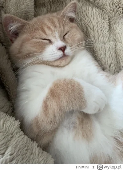 TiniMini - #koty #pokazkota