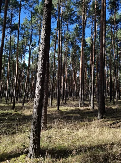 Gontyn- - #przegryw #spierdotrip