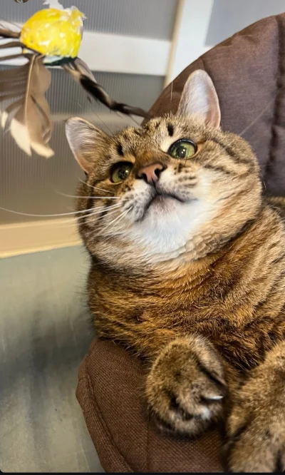 Lemmonix - Wtorkowy Stepan w kształcie kulki (ʘ‿ʘ)
#codziennystepan #koty #katzenpfot...