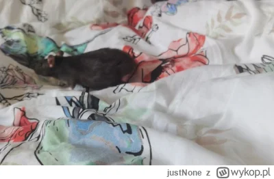 justNone - @anita-kowalewka: polecam szczurka (ʘ‿ʘ)