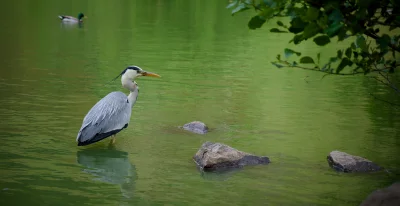 xvprvx - #ptaszkowpis #fotografia