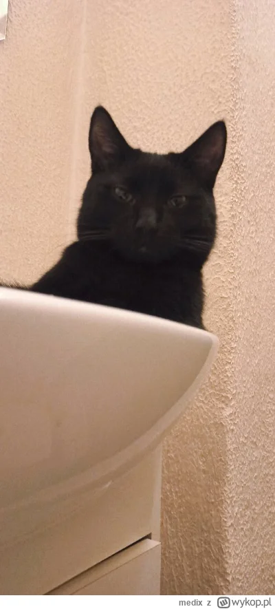 medix - Mam wrazenie, ze ktos mnie obserwuje 
#koty #pokazkota