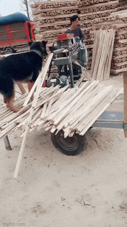 wfyokyga - W Chinach to psy muszą pracować albo zostaną zjedzone