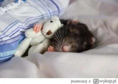 jmateuszj - #gielda #meczennicyxtb #xtb Dzień dobry. Szczur dziś nie wstaje, ma wolne...