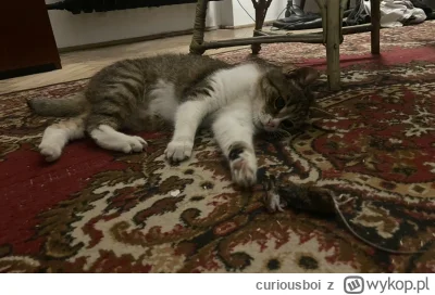 curiousboi - @Mega_Smieszek bardzo (｡◕‿‿◕｡)