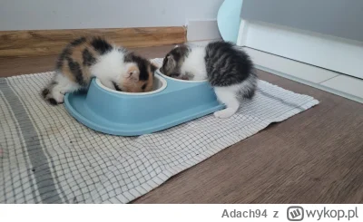 Adach94 - Pozdrawiam z moimi dwoma podrzutkami. Miki i Riri, zaraz kończą 5 tydzień :...