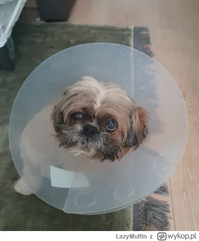 LazyMuffin - @cytmirka: Jejusiu, w pierwszej chwili pomyślałam, że to moja - zmarła j...