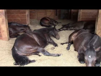 witulo - @Ociec2  @noHuman  @gorzki99 Konie śpią na stojąco bo to jest ewolucyjne prz...